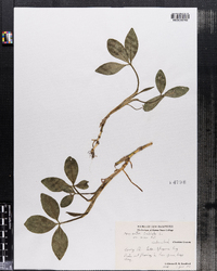 Menyanthes trifoliata var. minor image