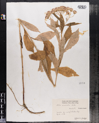 Oclemena acuminata image
