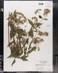 Ageratina altissima var. altissima image