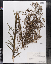 Lactuca canadensis image