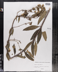 Silphium trifoliatum image
