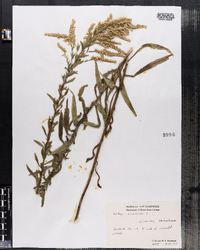 Solidago canadensis image