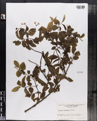 Lonicera canadensis image