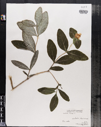 Lonicera dioica image