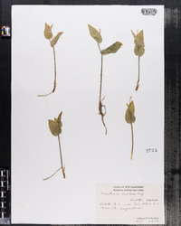 Maianthemum canadense image