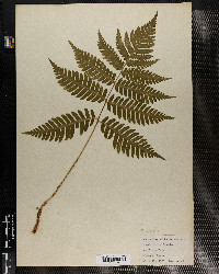 Aspidium goldianum image