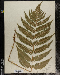 Aspidium goldianum image