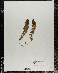 Polystichum lonchitis image