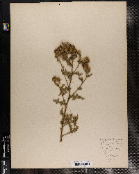 Cirsium discolor image