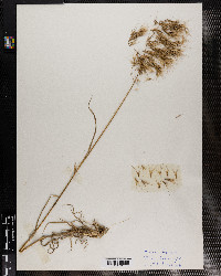 Bromus tectorum image