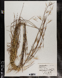 Schizachyrium scoparium var. scoparium image