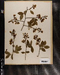 Vaccinium corymbosum image