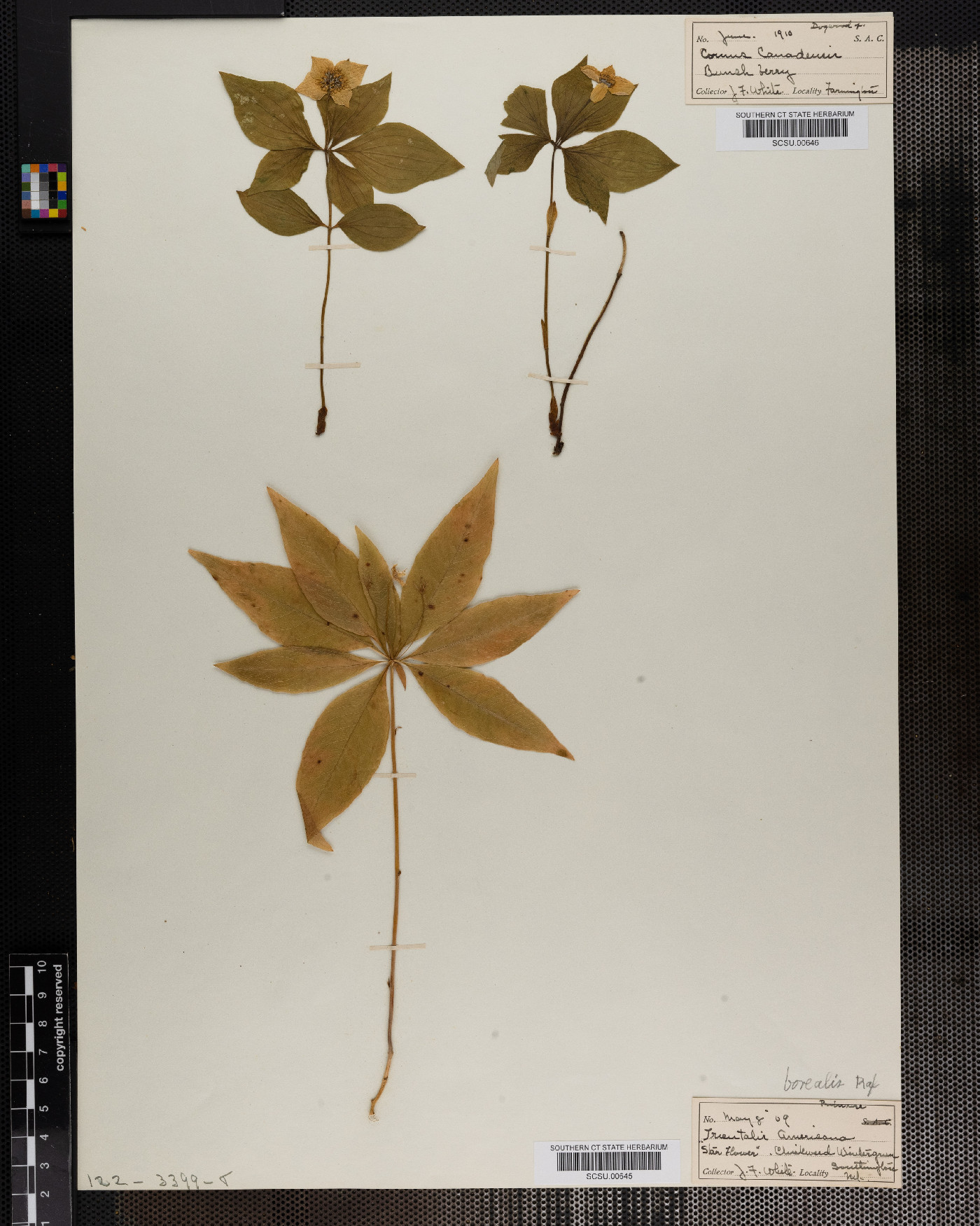 Trientalis borealis ssp. borealis image