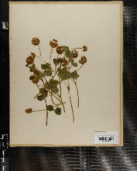 Trifolium stoloniferum image