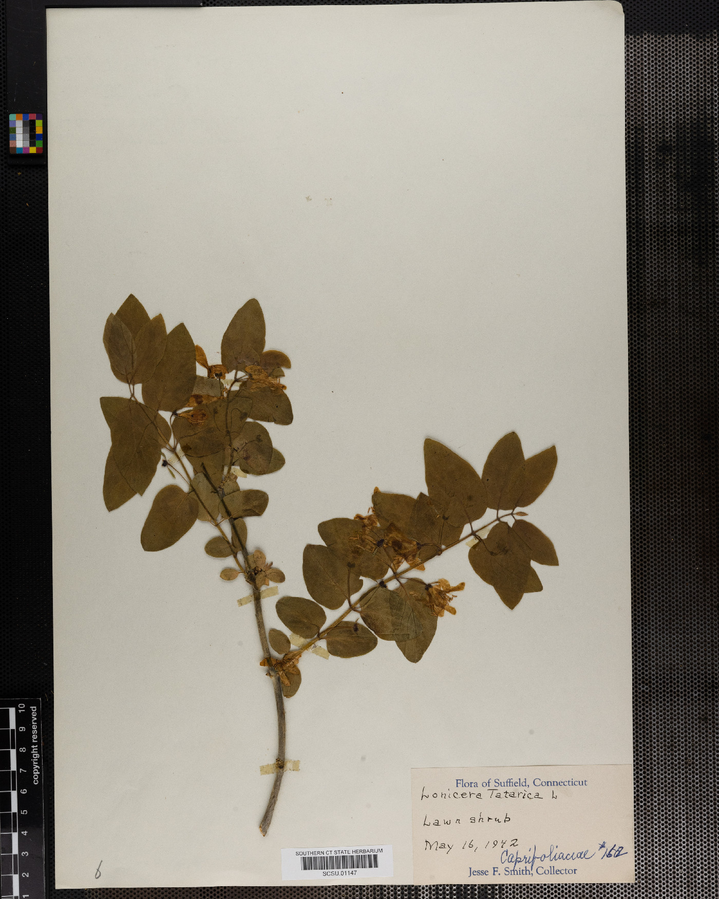 Lonicera tartarica image