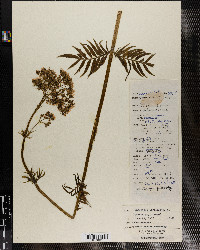 Valeriana officinalis image