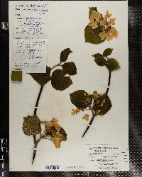 Viburnum lantanoides image