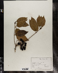 Viburnum nudum var. cassinoides image