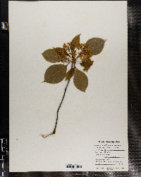 Viburnum lentago image