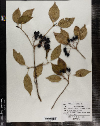 Viburnum lentago image