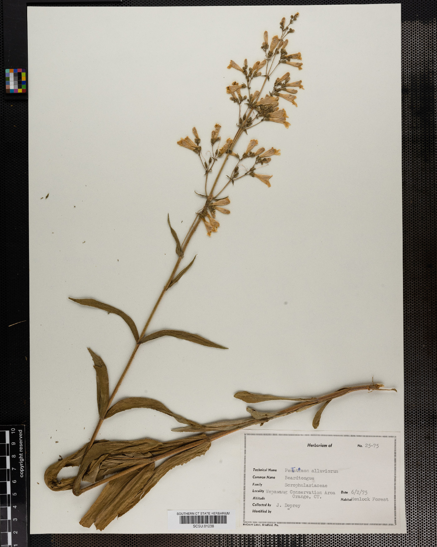 Penstemon alluviorum image