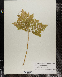 Botrychium virginianum image