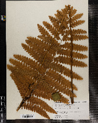 Osmunda claytoniana image