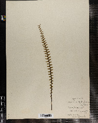 Asplenium platyneuron image