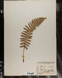 Polystichum acrostichoides image