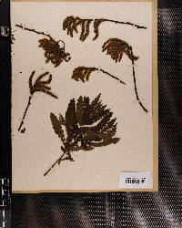 Comptonia asplenifolia image
