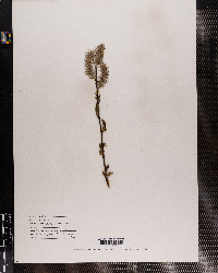 Salix discolor image