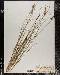 Carex triceps var. hirsuta image