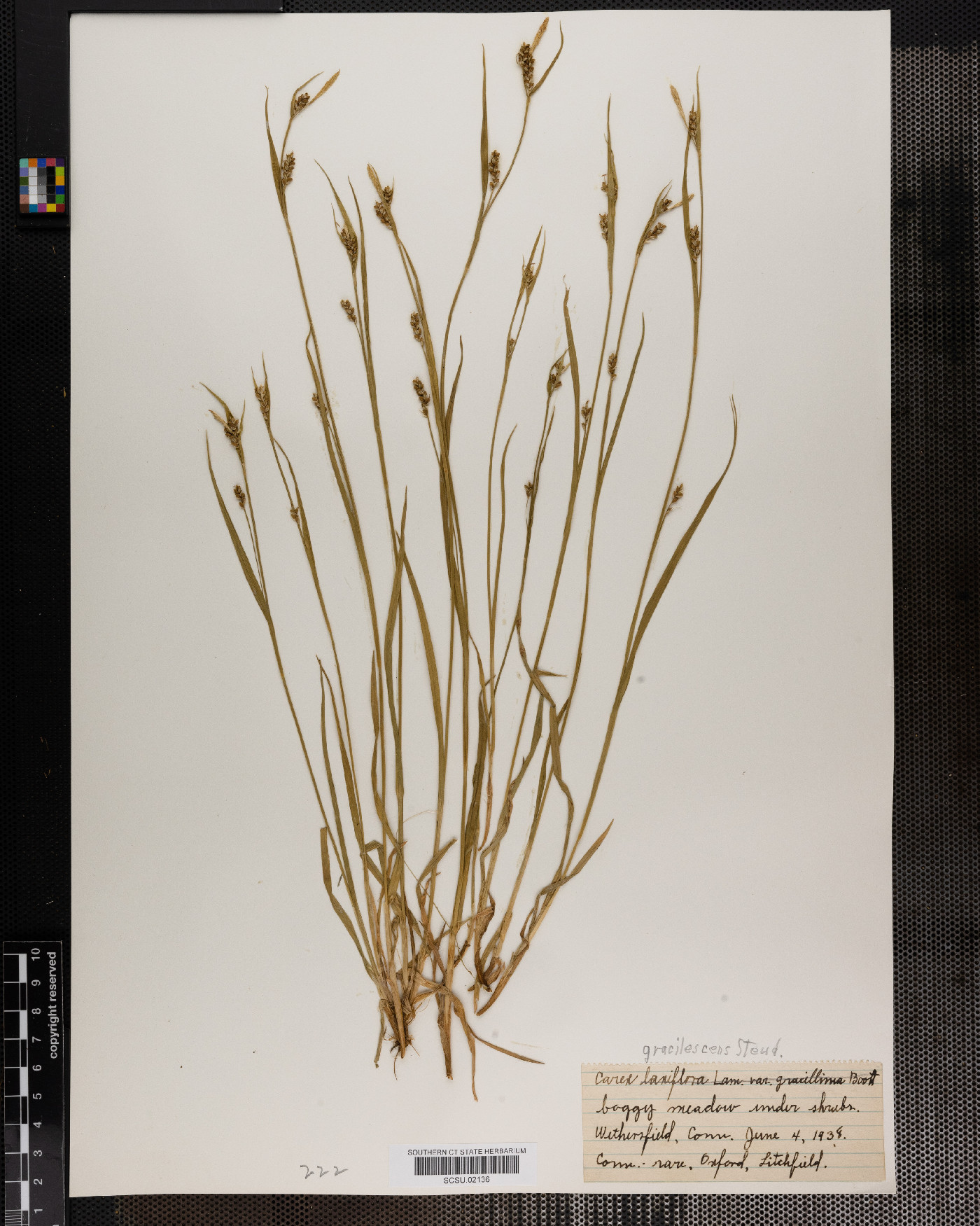 Carex laxiflora var. gracillima image