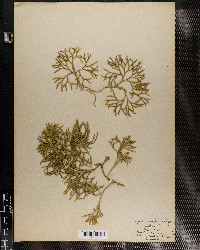 Lycopodium complanatum image