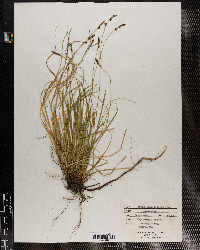 Carex pensylvanica image