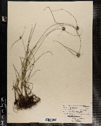 Cyperus filiculmis image