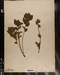 Potentilla arguta image