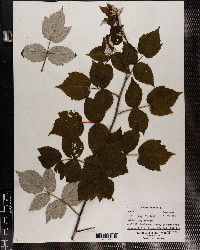 Rubus idaeus image