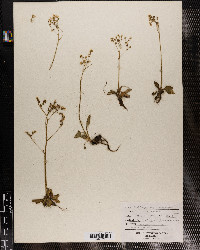 Saxifraga virginiensis image