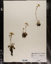 Saxifraga virginiensis image