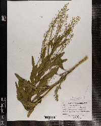 Armoracia rusticana image