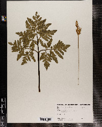 Botrychium dissectum f. obliquum image