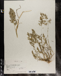 Eragrostis cilianensis image