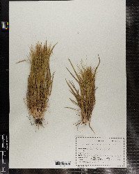 Elymus elymoides ssp. elymoides image