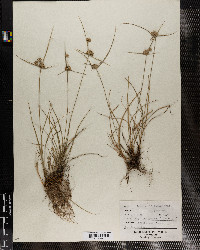 Cyperus filiculmis image