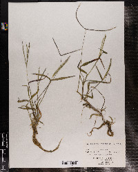 Digitaria sanguinalis image