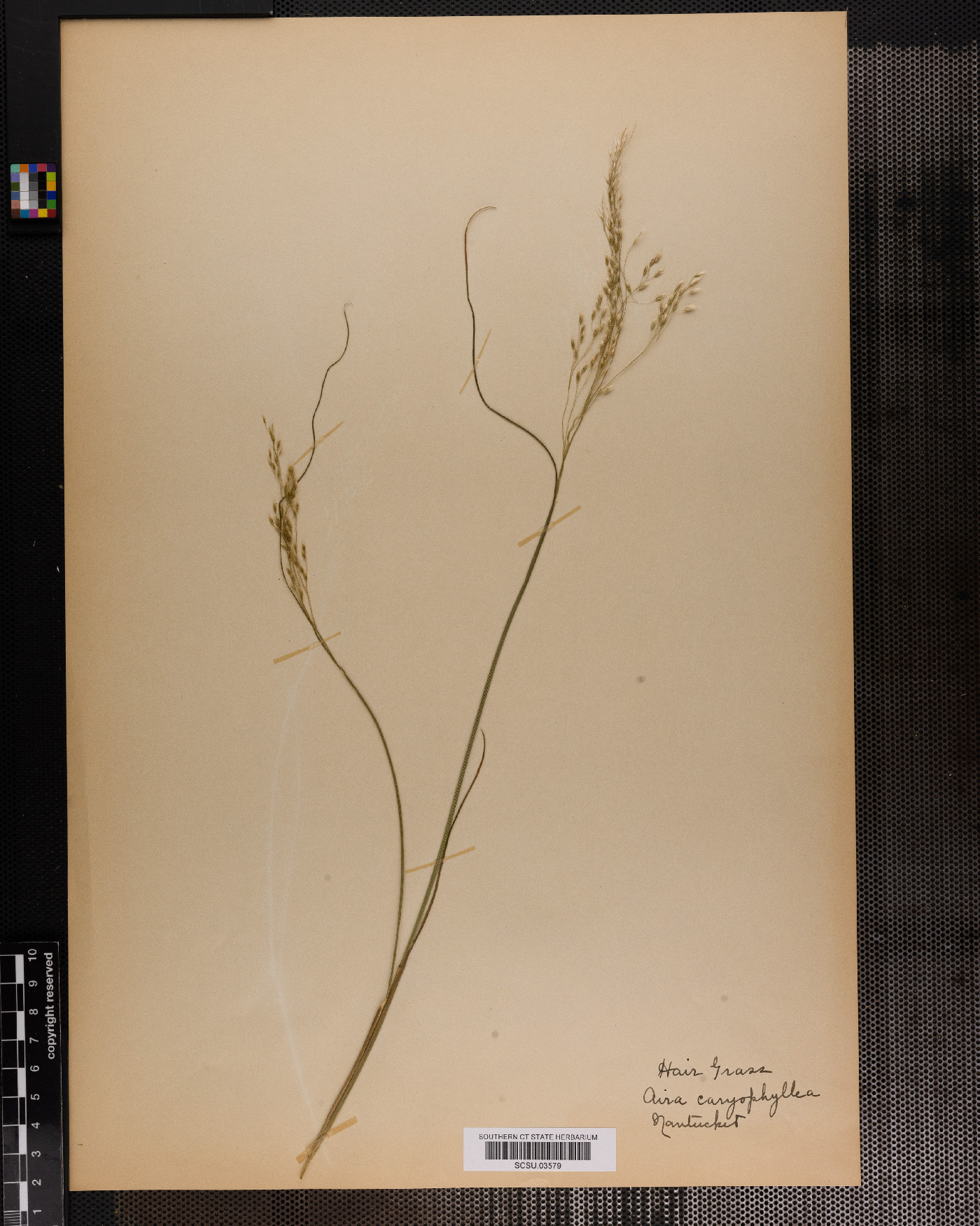 Avenella flexuosa subsp. flexuosa image