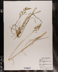 Poa pratensis image