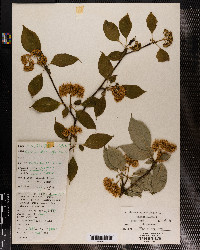 Cornus alternifolia image