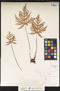 Dryopteris decipiens image